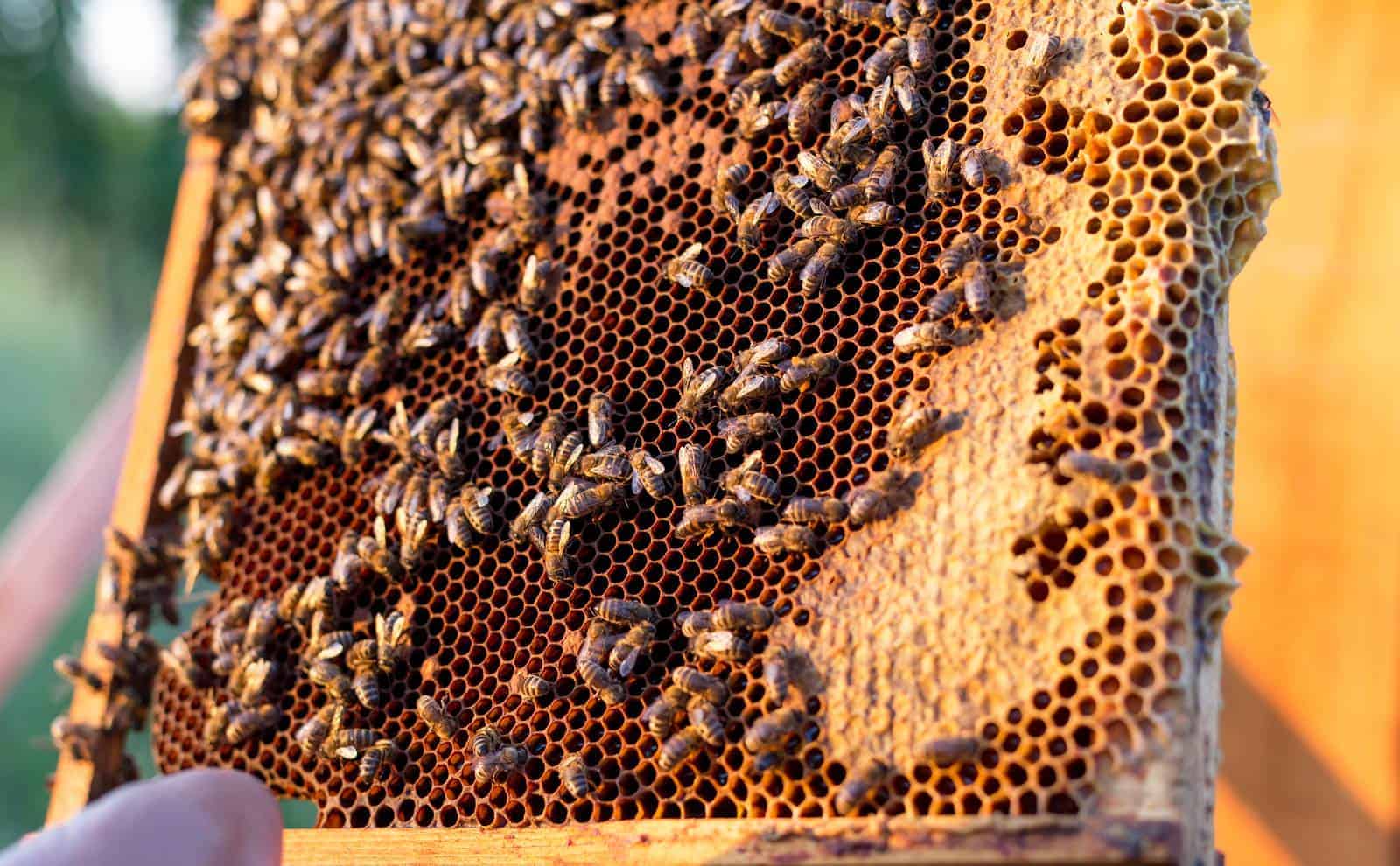 How often can honey be harvested.