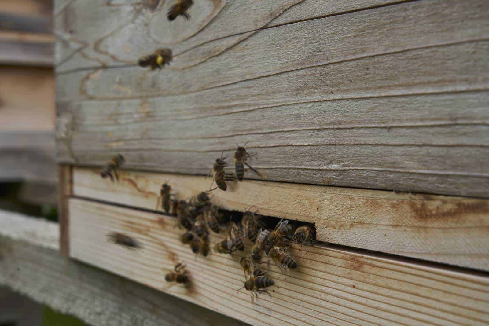When to remove an entrance reducer from a beehive.