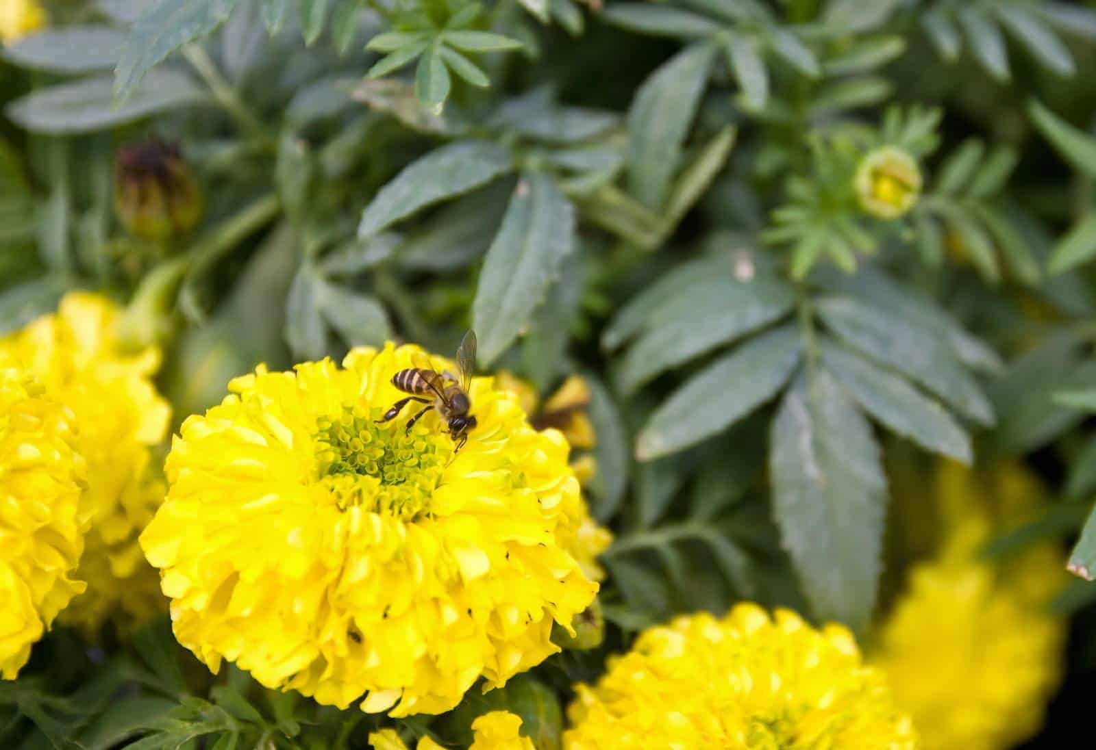 Are bees attracted to Marigolds?