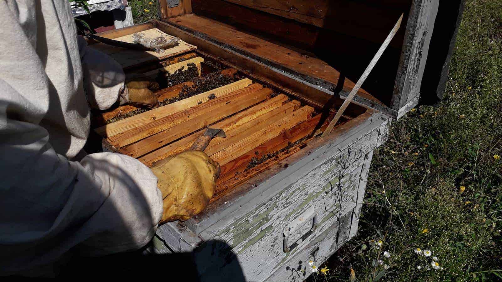 Is Harvesting Honey Harmful To Bees