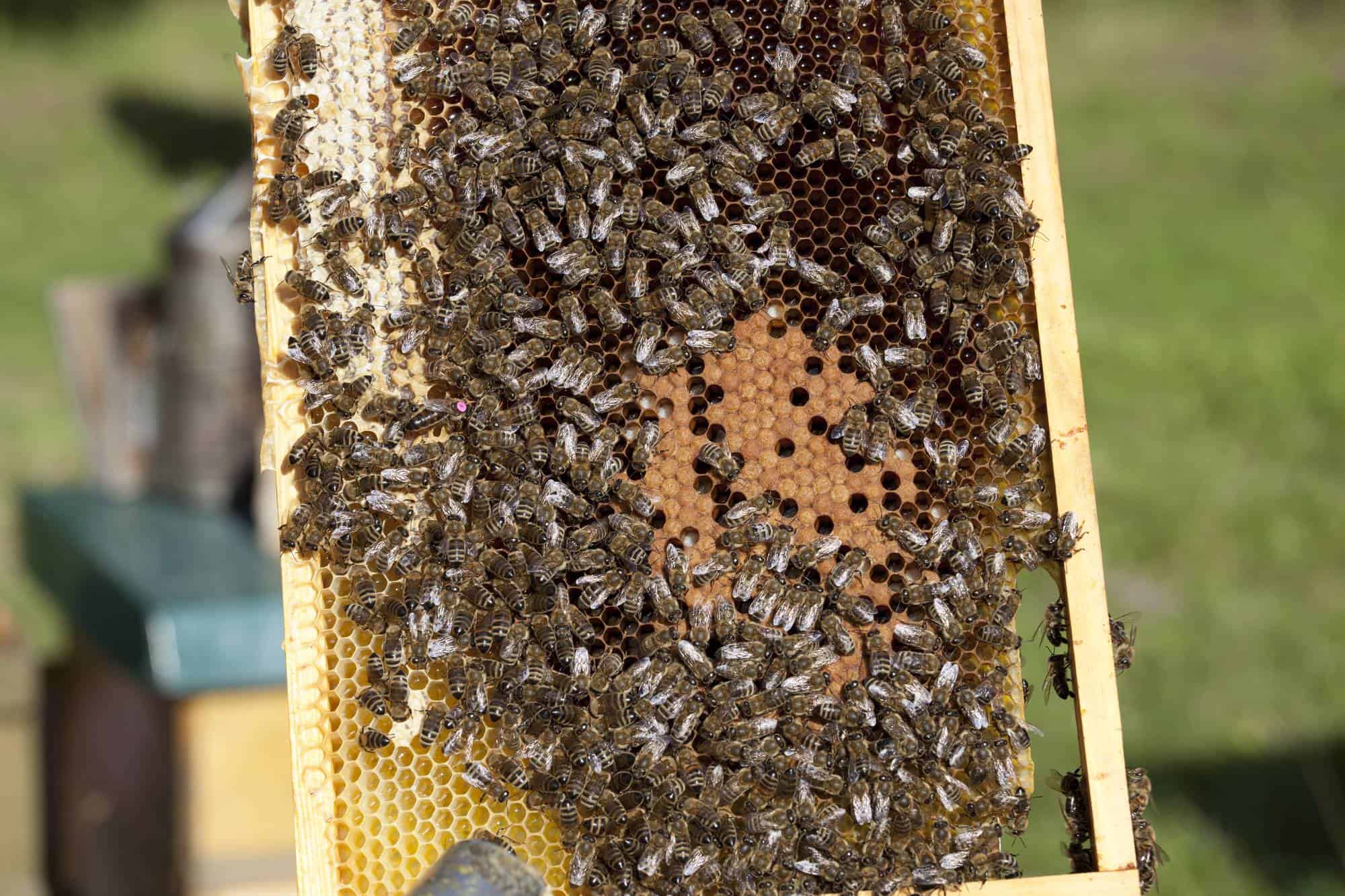 Bees Without Their Queen