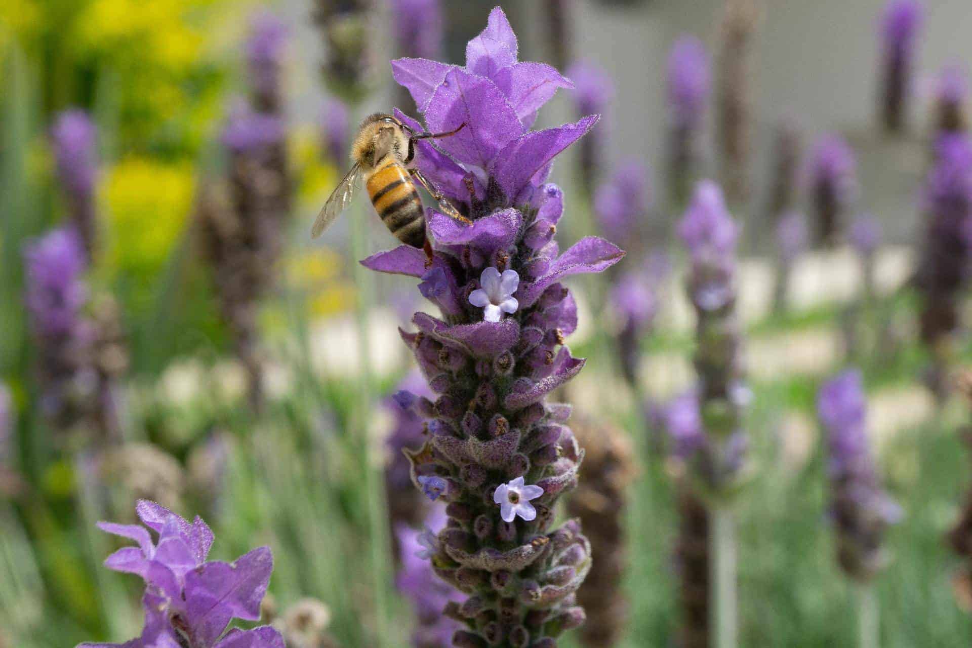 Why do bees love lavender so much?