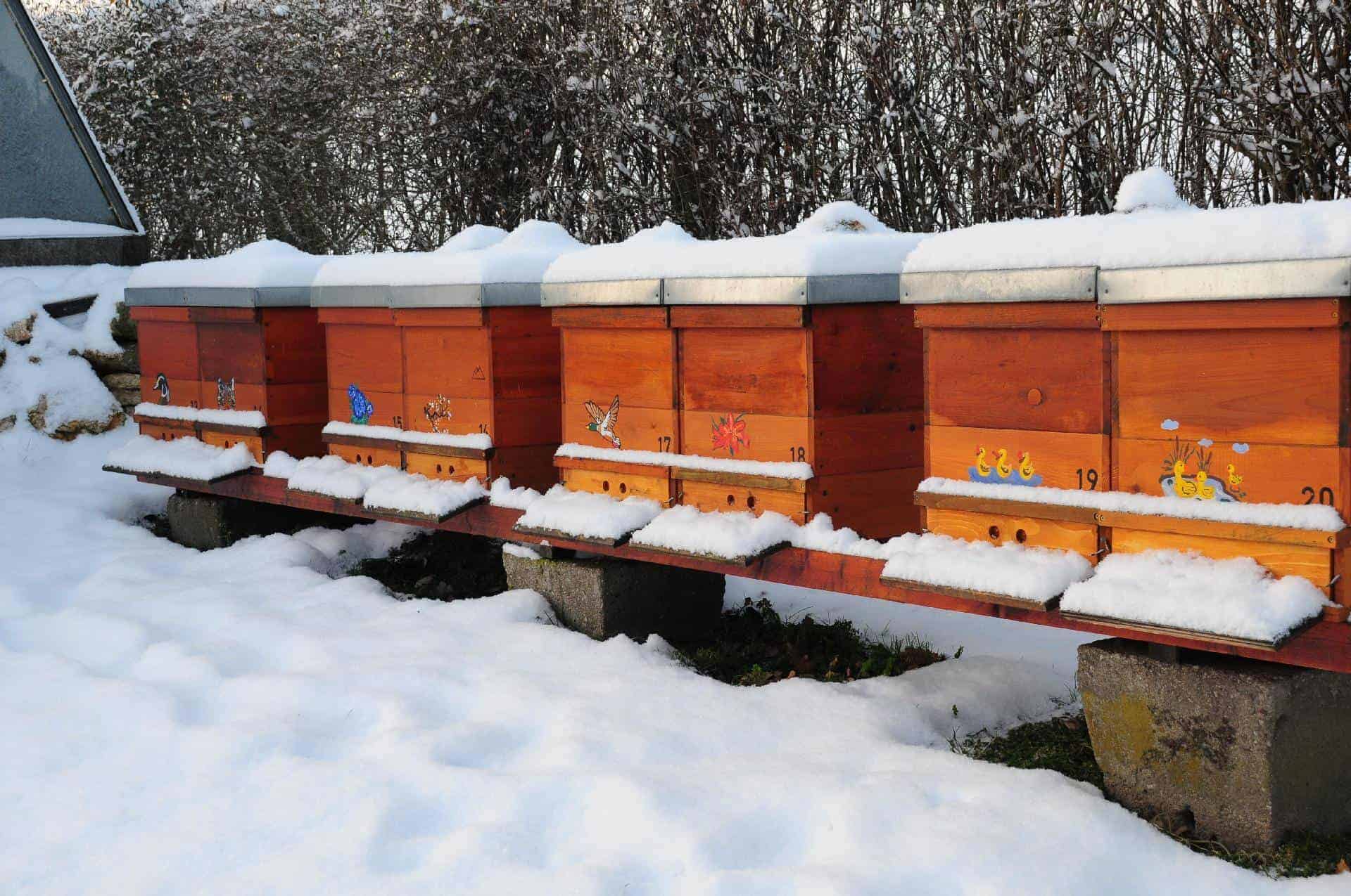 A Guide To Keeping Bees In The Winter