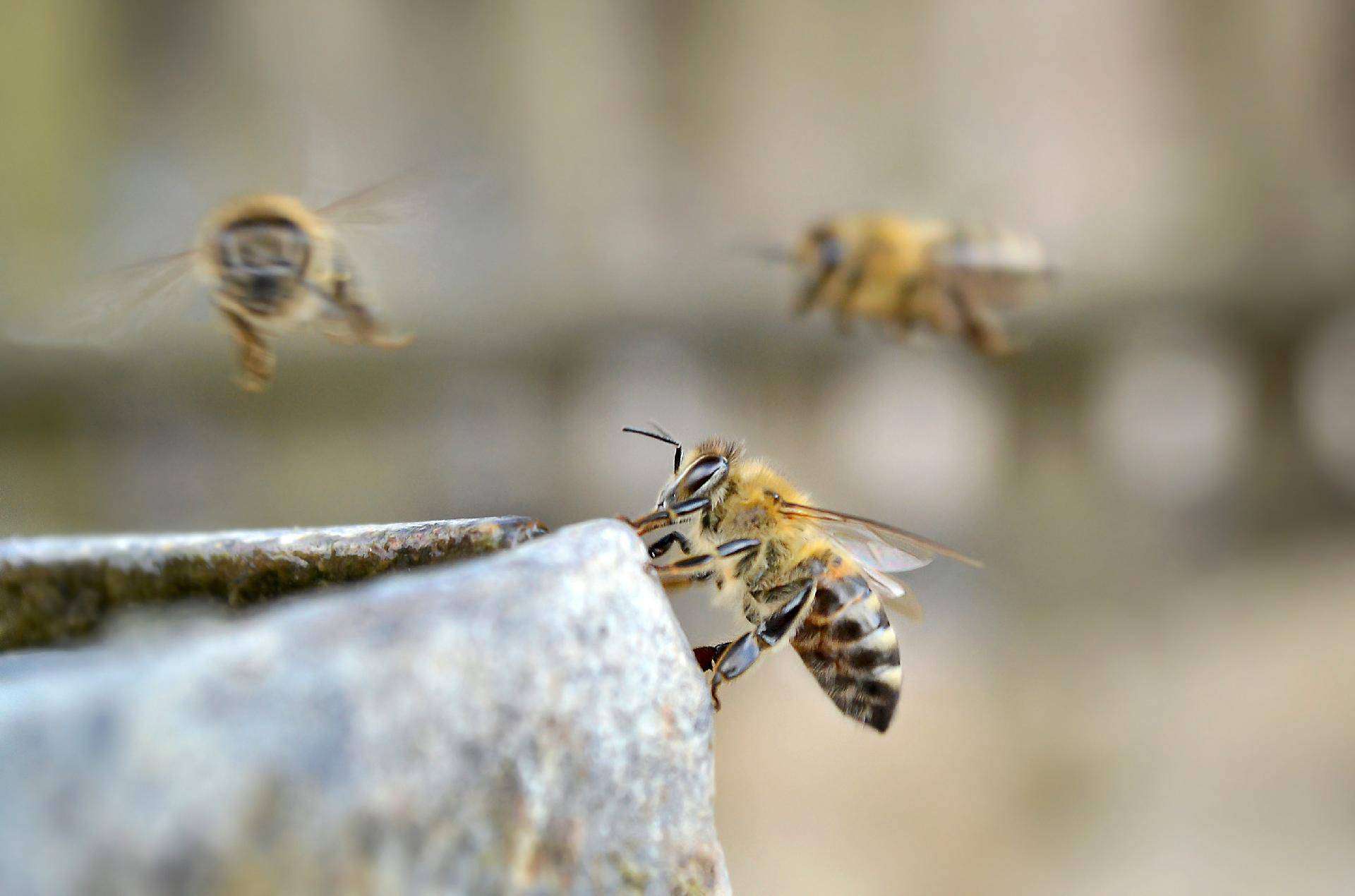 top 5 reasons why bees are important.