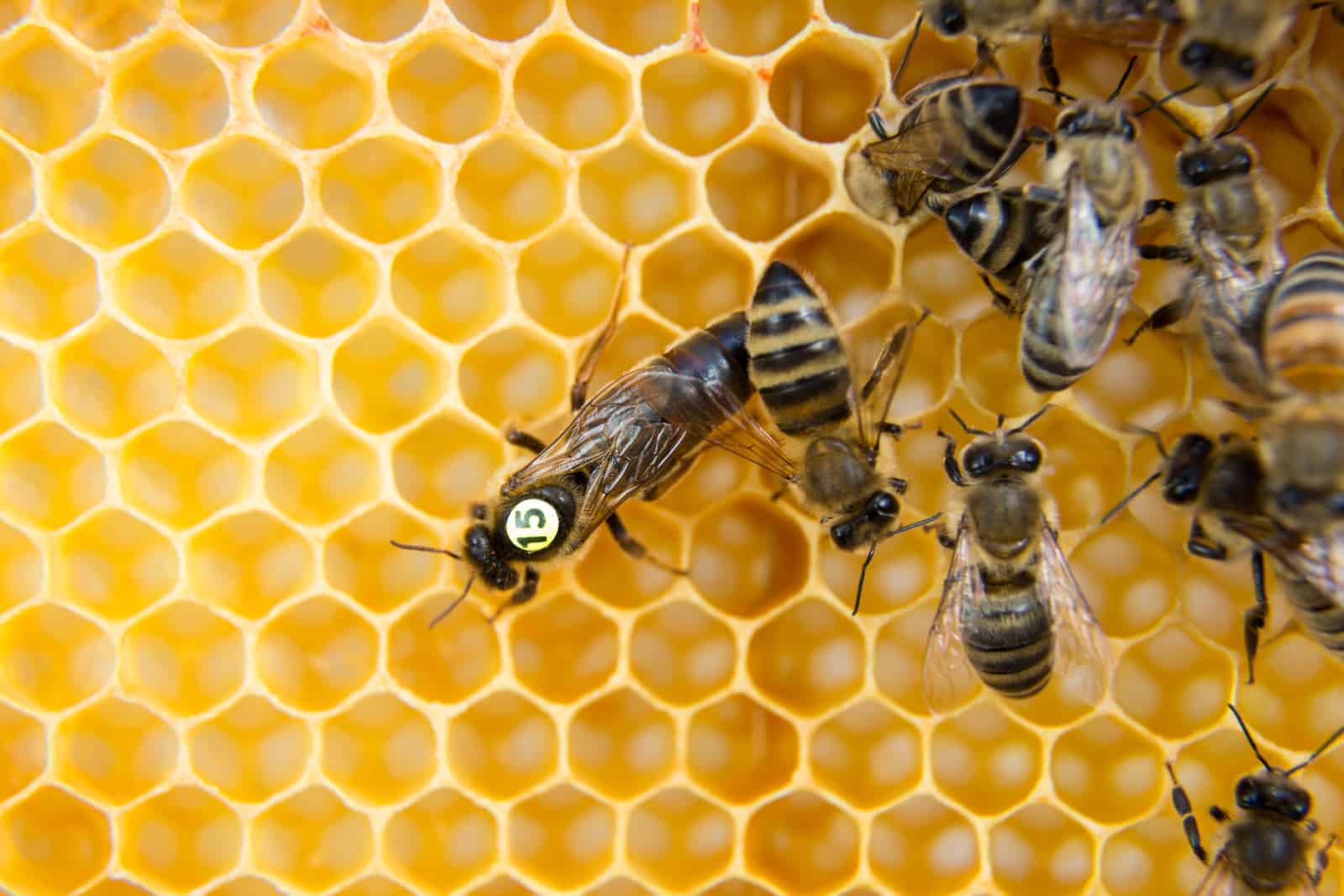 why is your queen bee not laying eggs?