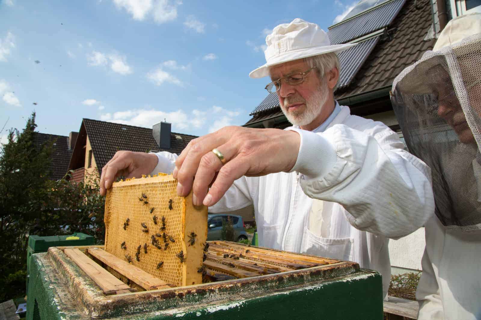 Beekeeping Suit or Jacket: Which is Better?