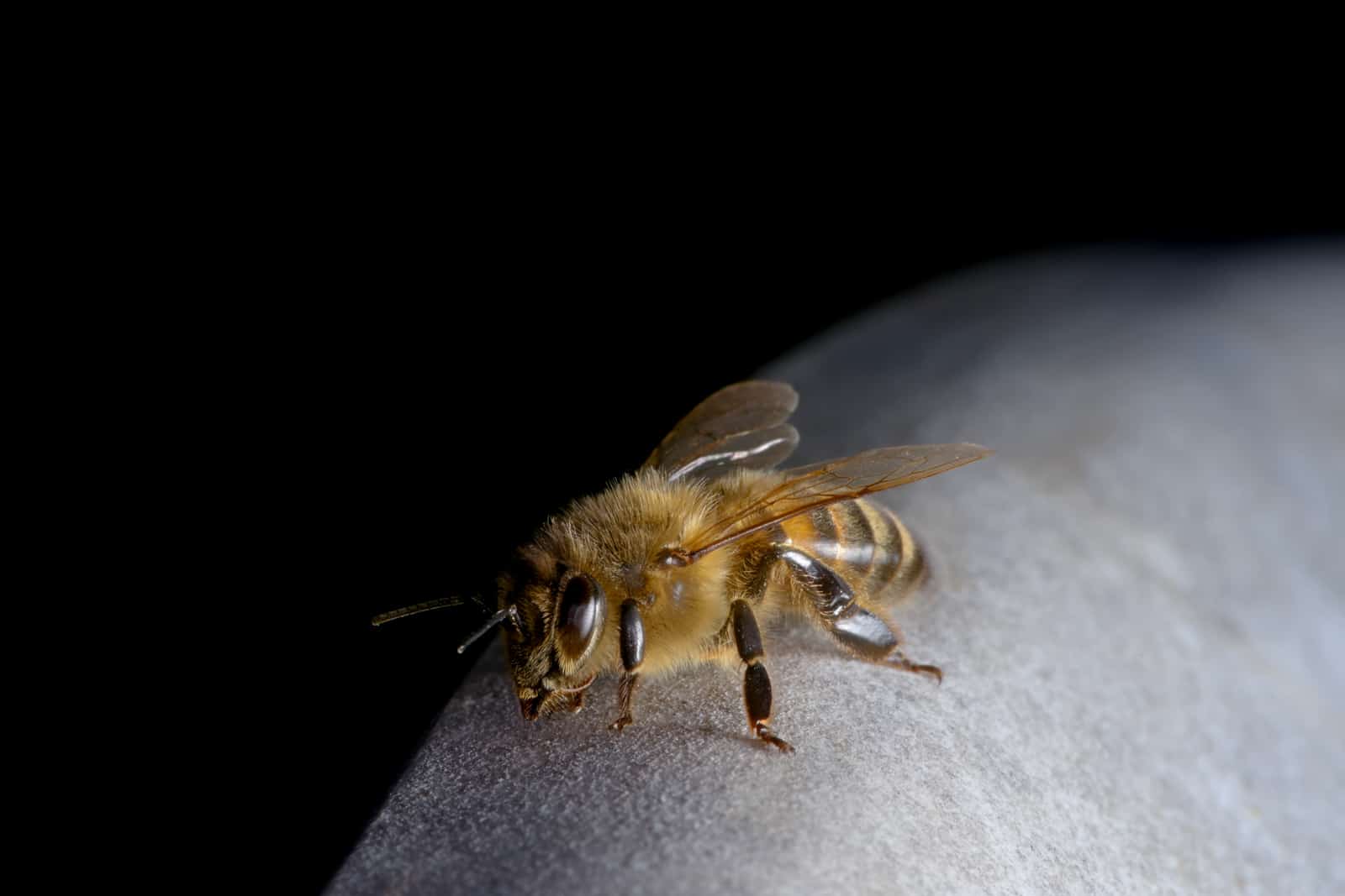 A Quick Guide to Reviving an Exhausted Bee