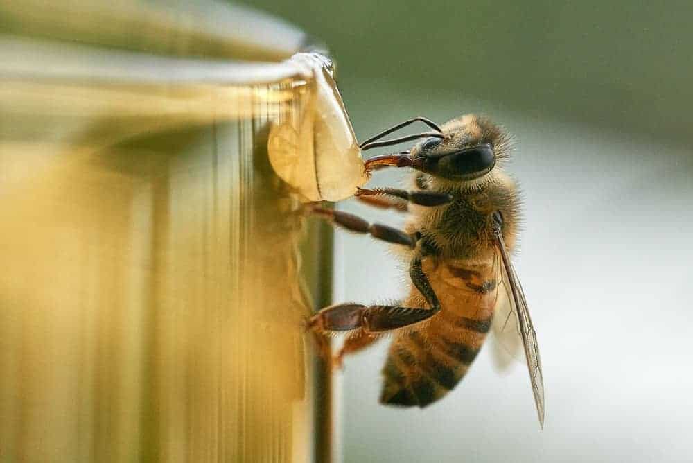 how much does a bee weigh
