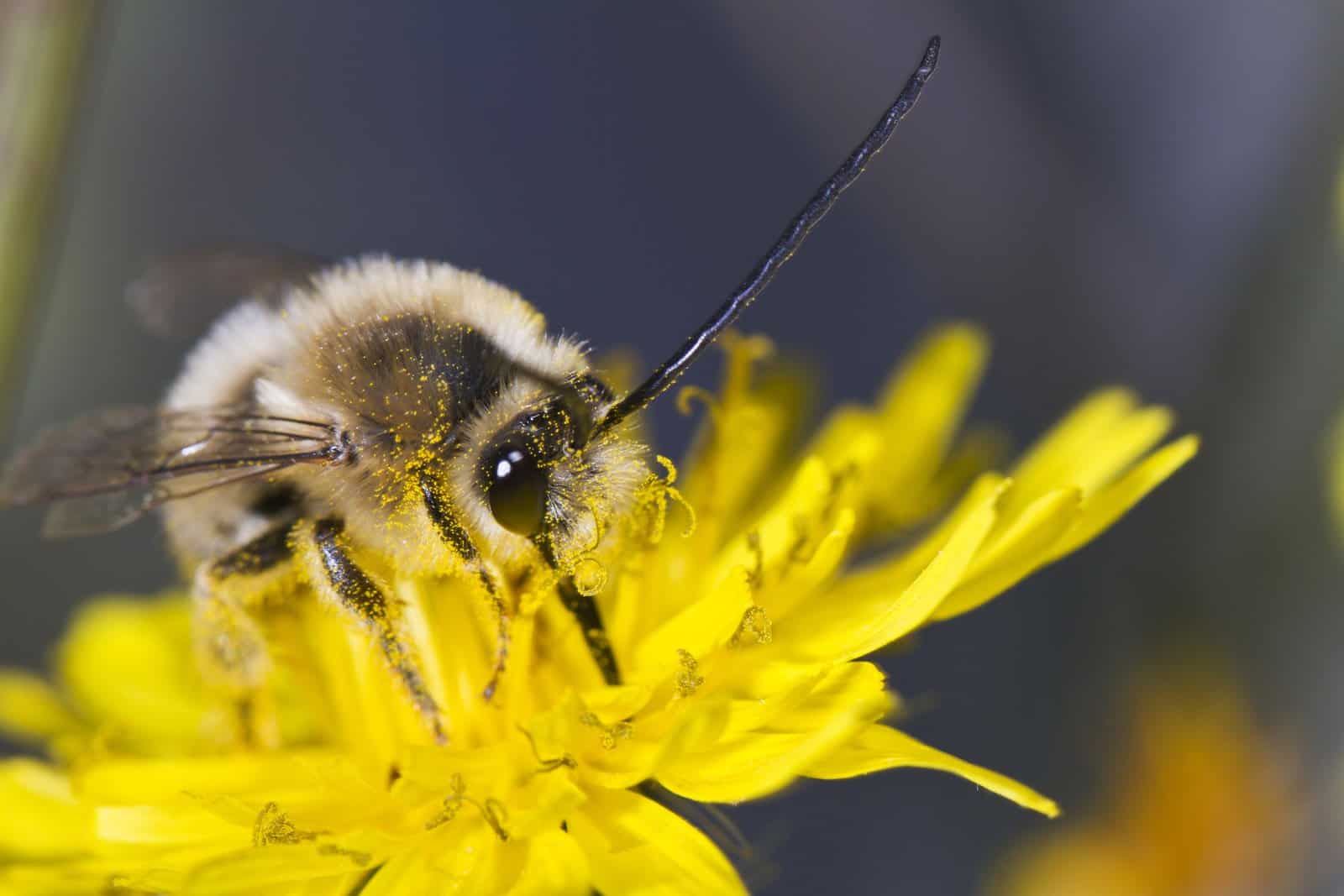 All About Long Horned Bees (Bee 101)