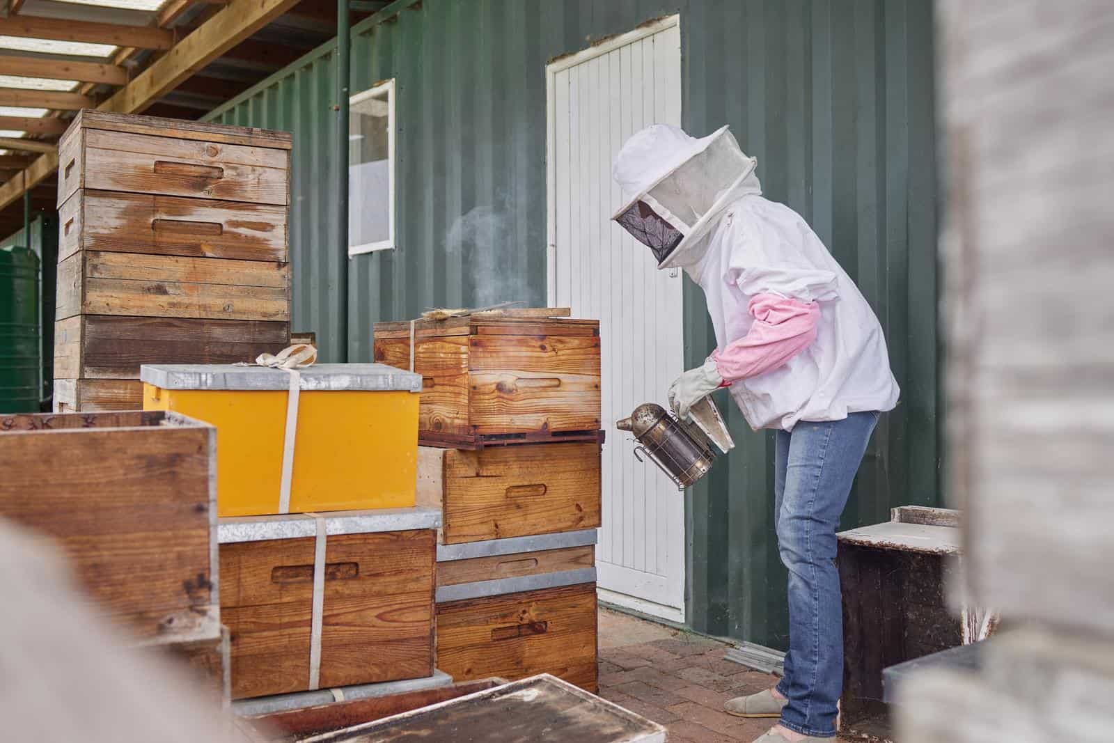 a beekeeper using a bee smoker while working on a farm..