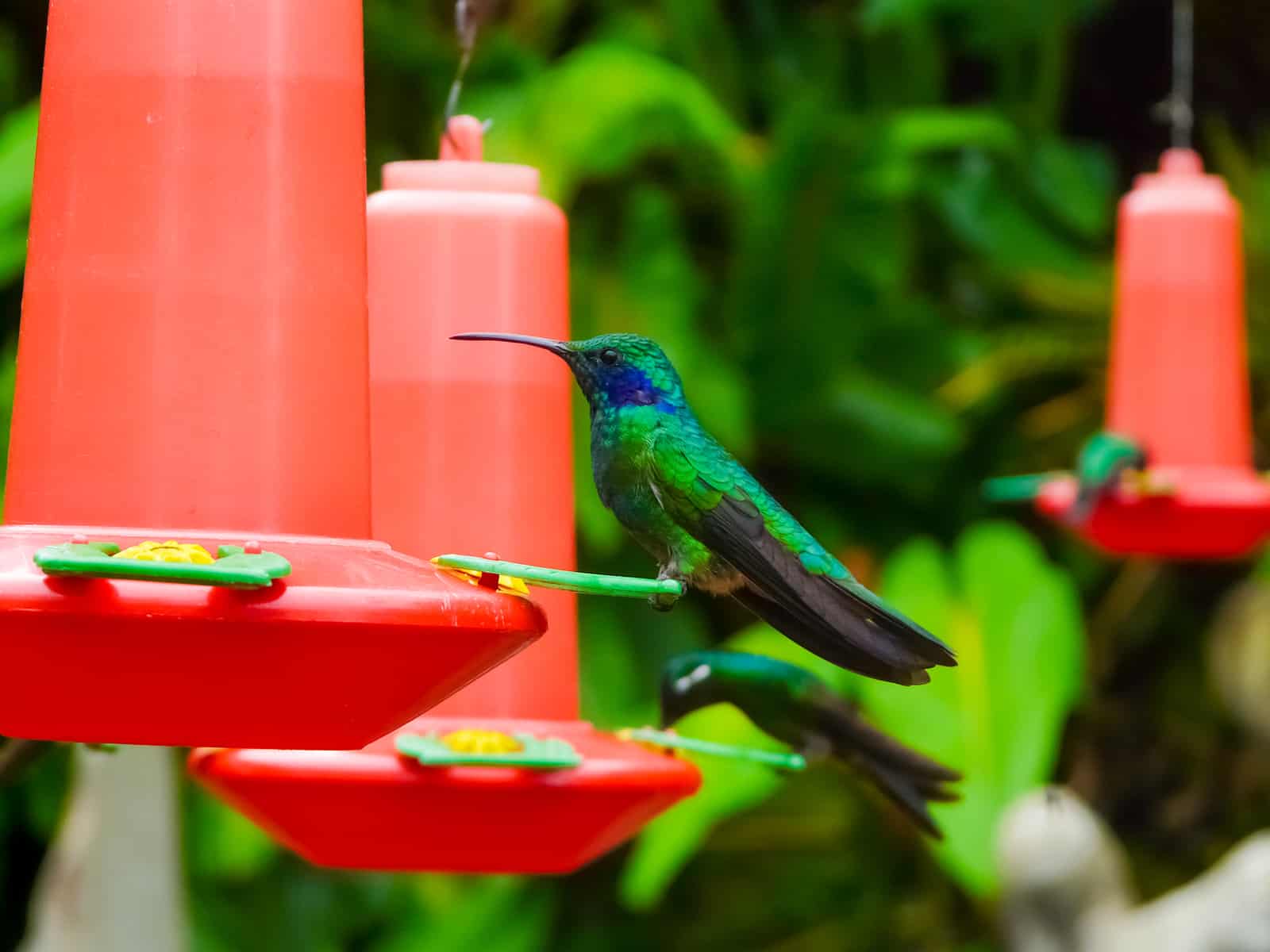 a hummingbird on a red feeder in a garden scene.
