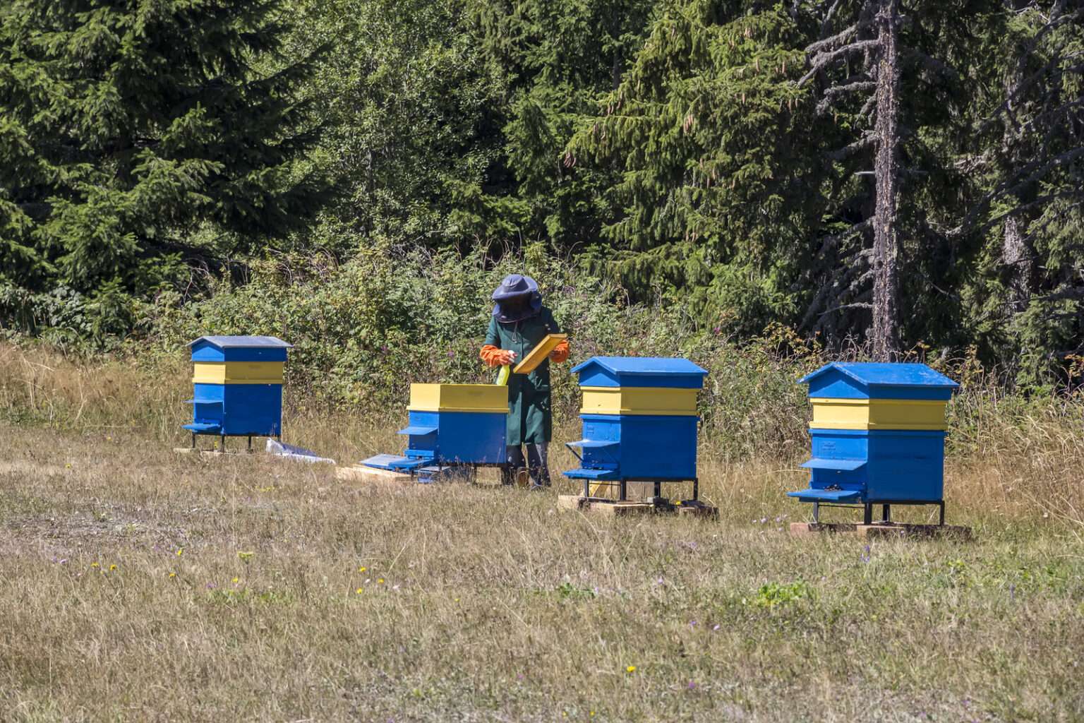 beekeeping-101-how-many-acres-do-i-need-to-start-an-apiary-grampa-s