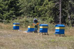 A man working in a small apiary, spraying something onto a bee frame in the distance.