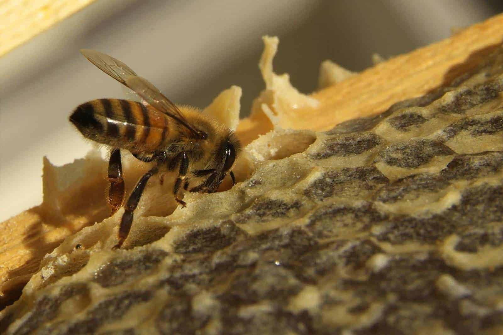 Tips to get rid of mold in beeswax.