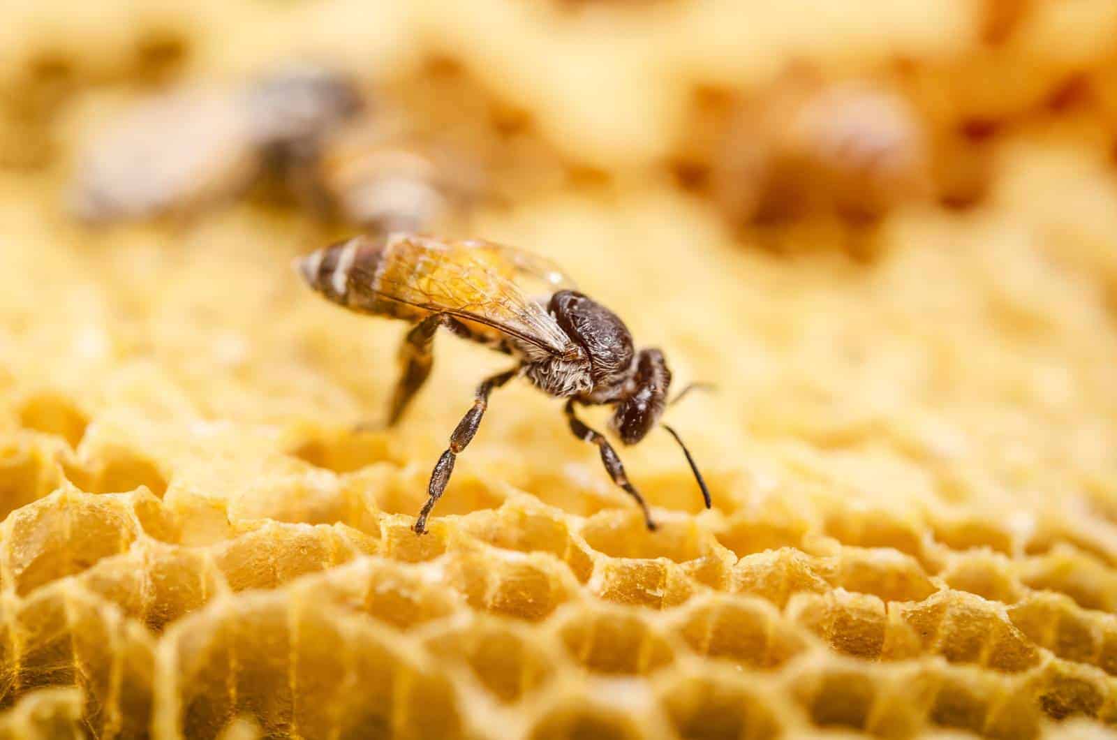 How bees make beeswax?