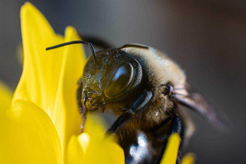 What time do bees get up for work?