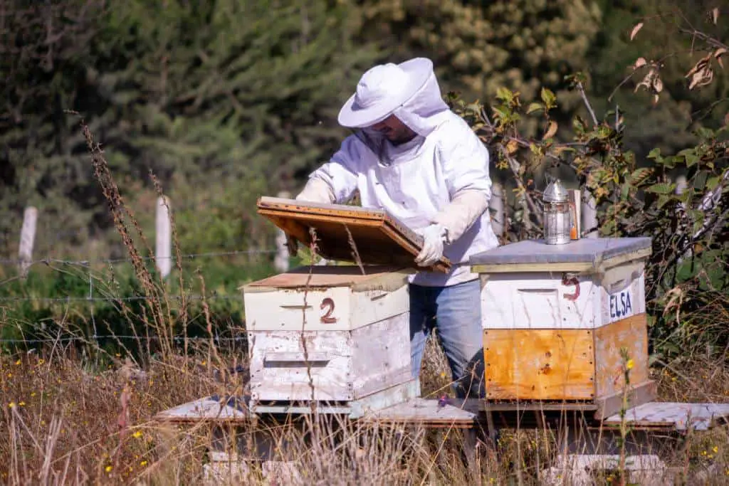 how many beehives for a new beekeeper?