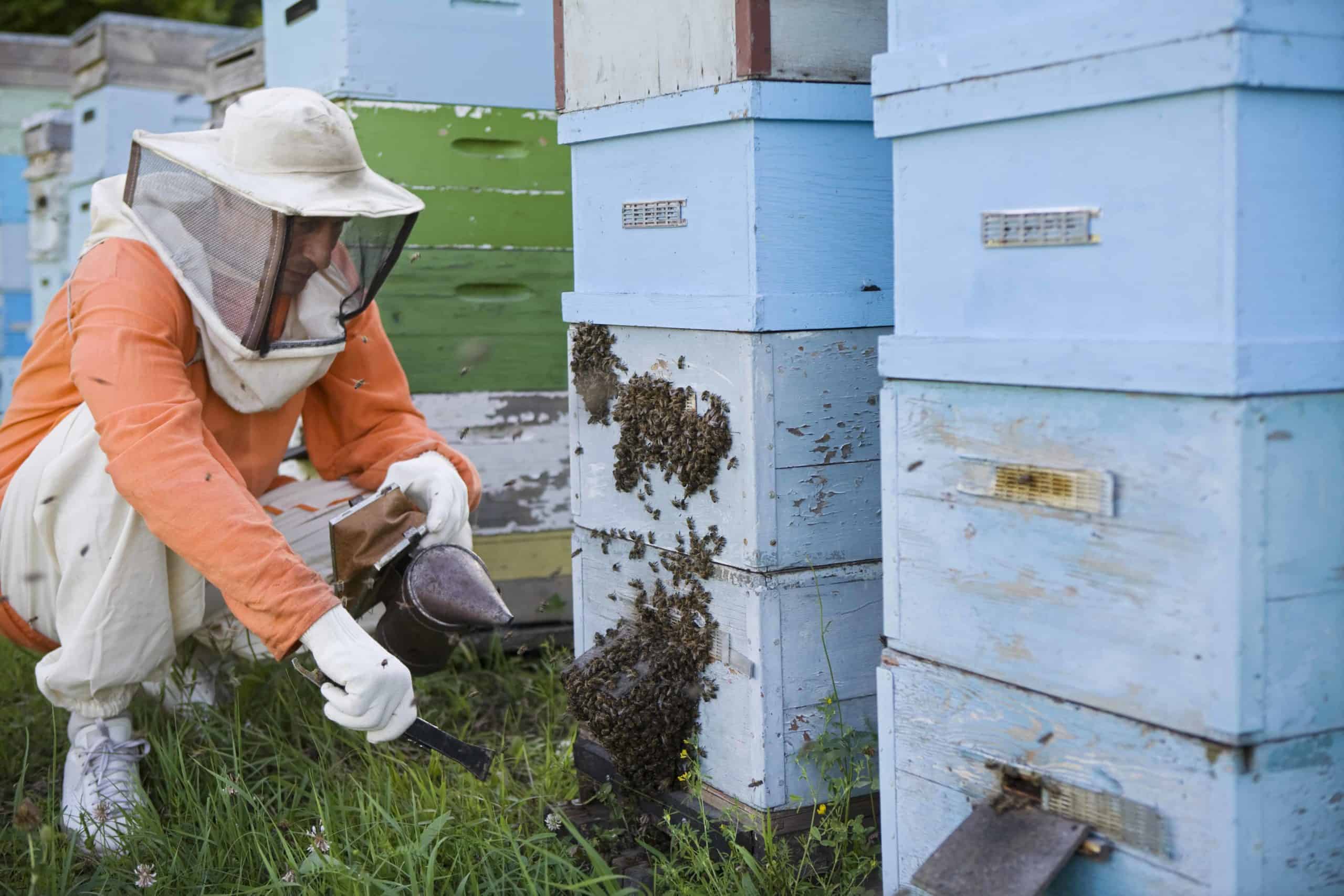 8 reasons to start beekeeping.