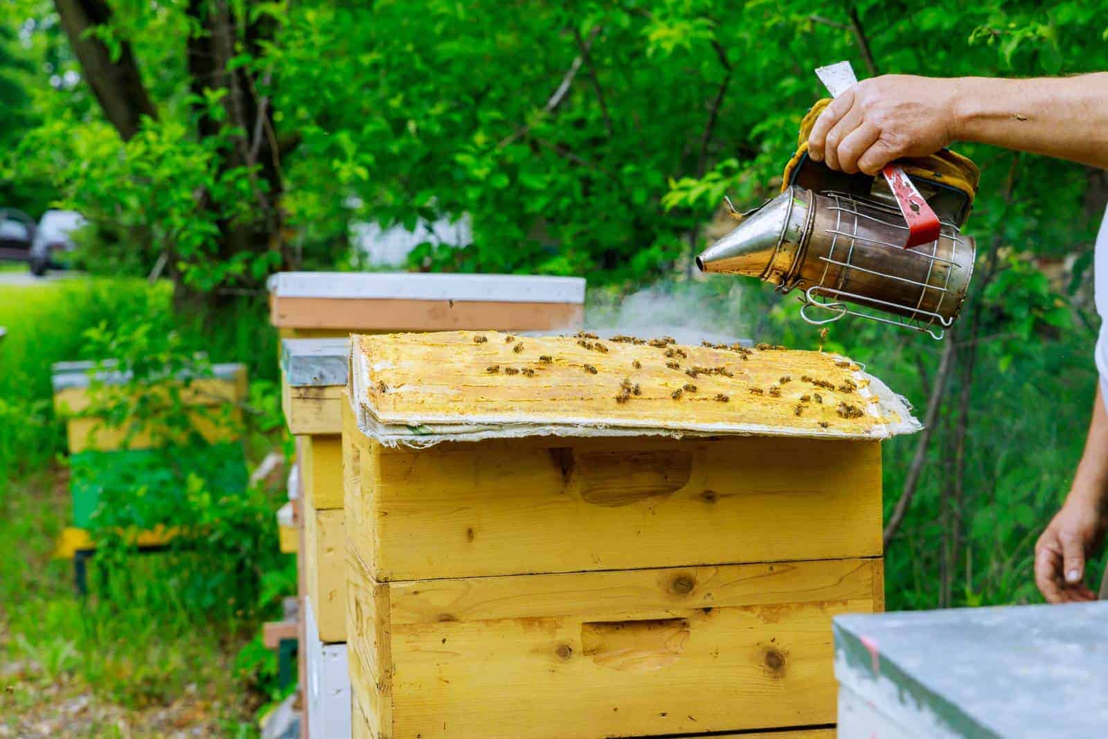 11" Bee Hive Smoker Stainless Steel Escape Tool Beekeeping Equipment Heat Shield 