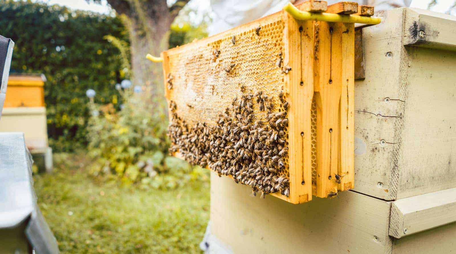 How To Reuse Beehive Frames