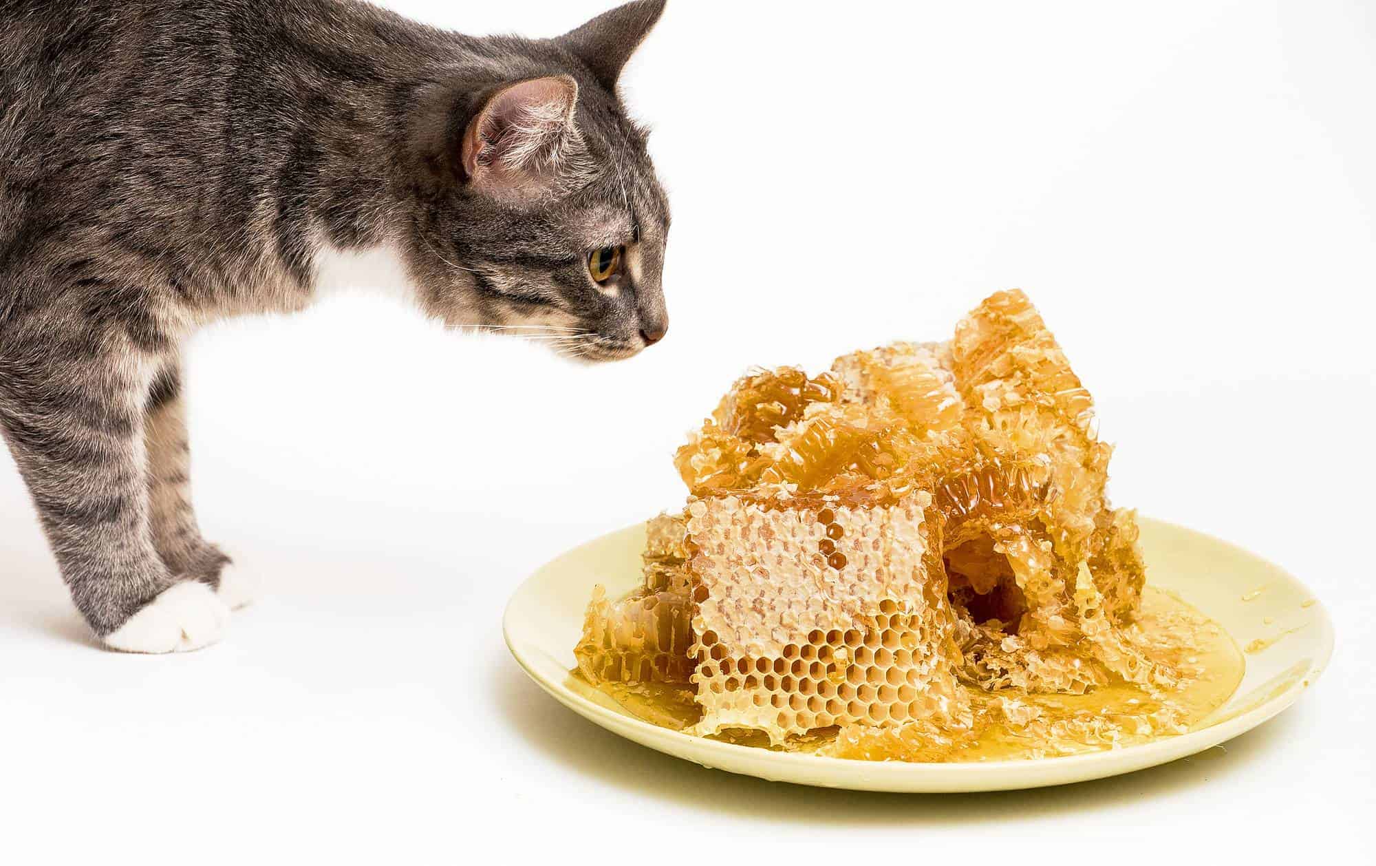 Cats and Beeswax: What You Need To Know