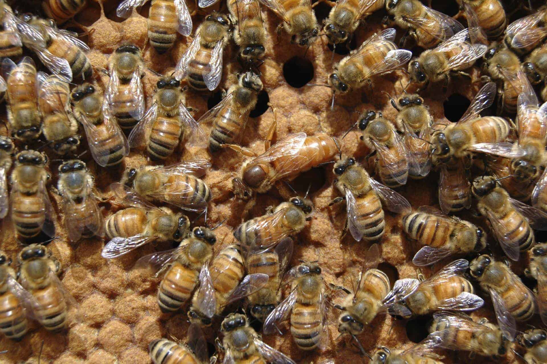Everything You Need To Know About The Queen Bee