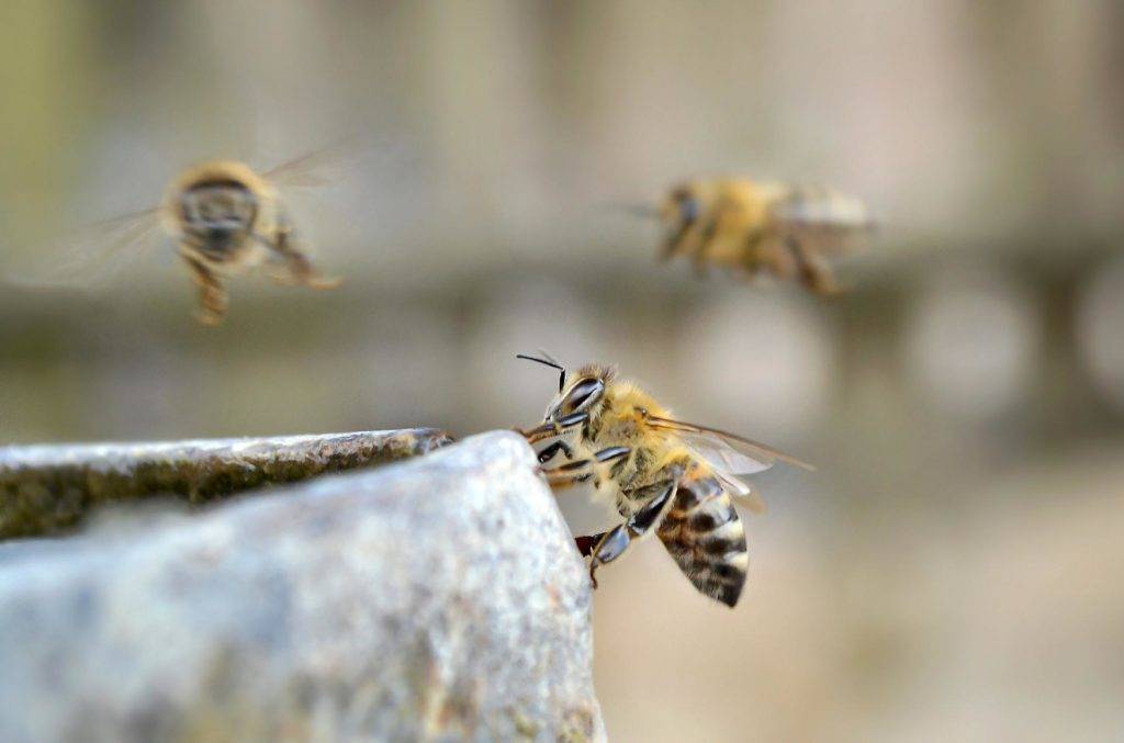 the-top-five-reasons-why-bees-are-so-important-grampa-s-honey