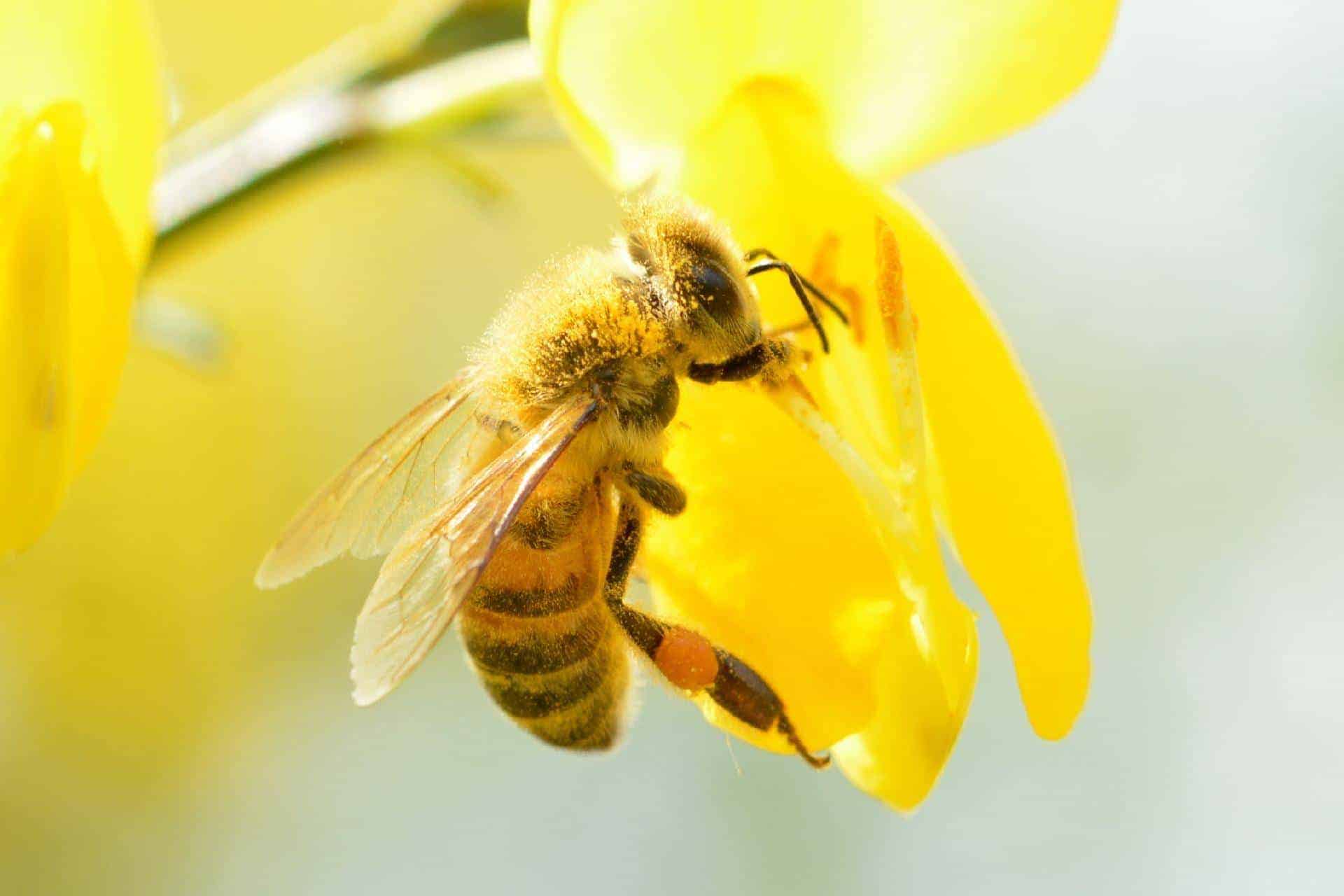 What Honey Bees Look Like.