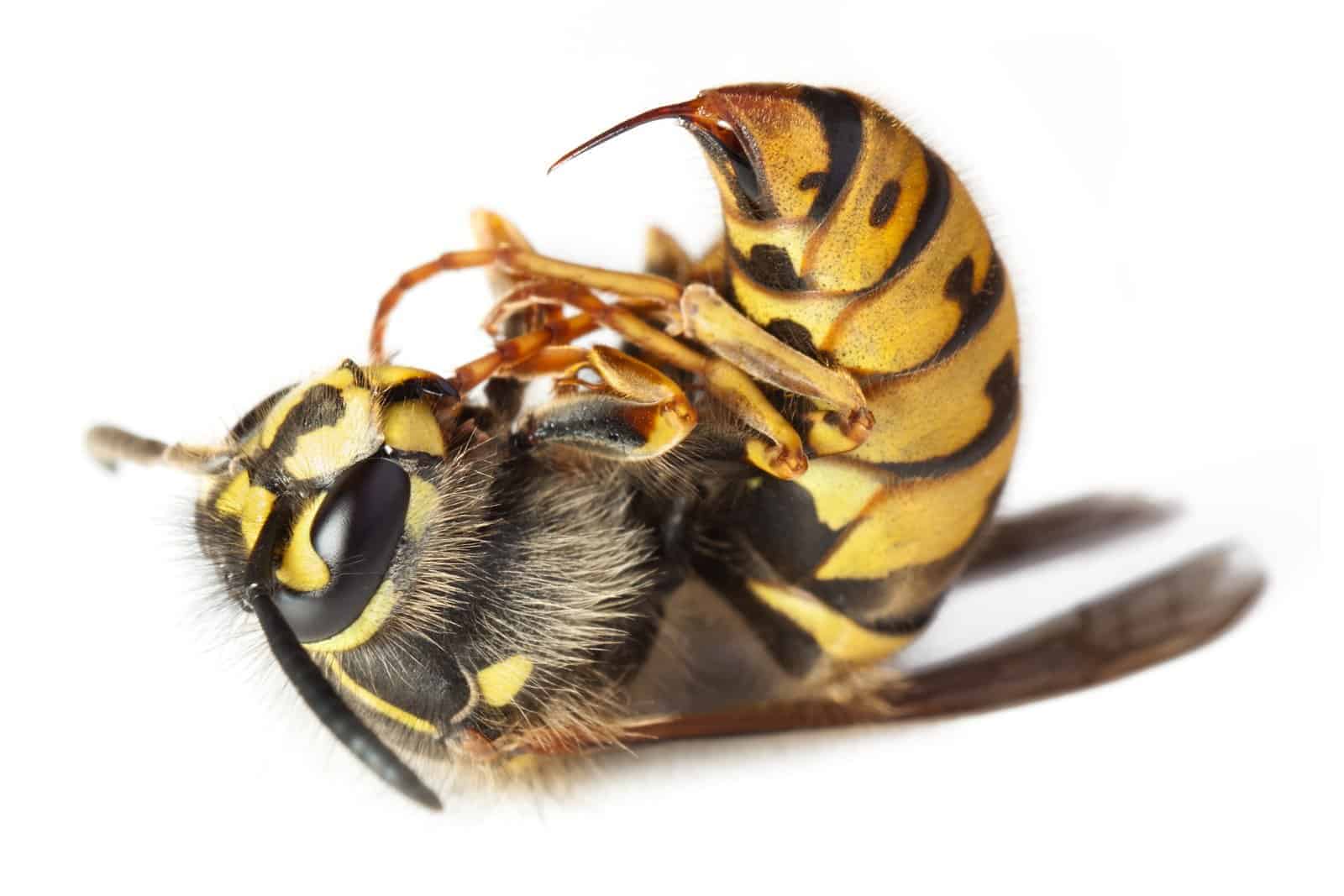 Do queen bee stings hurt more?