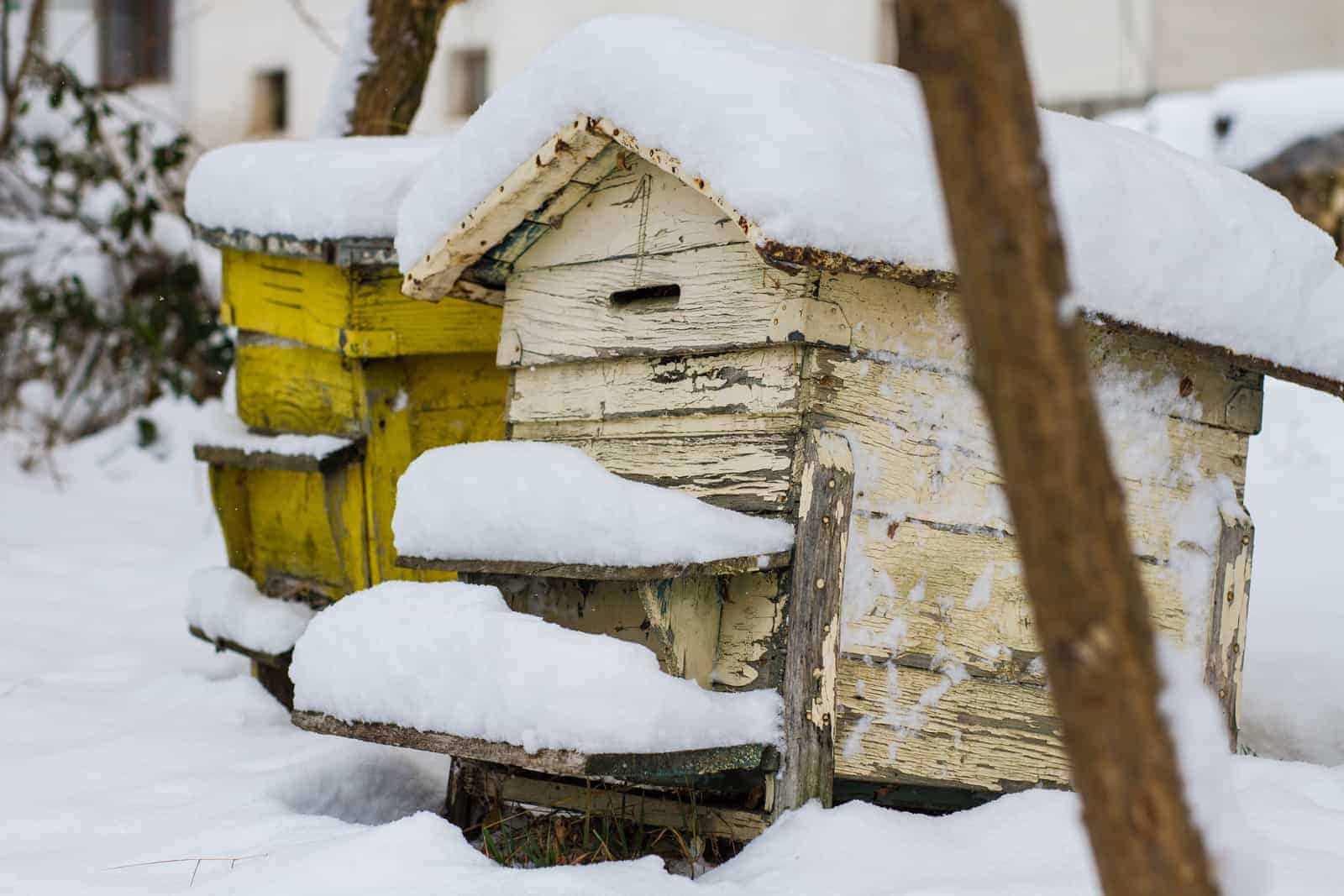Freezing Honey: Everything You Need to Know