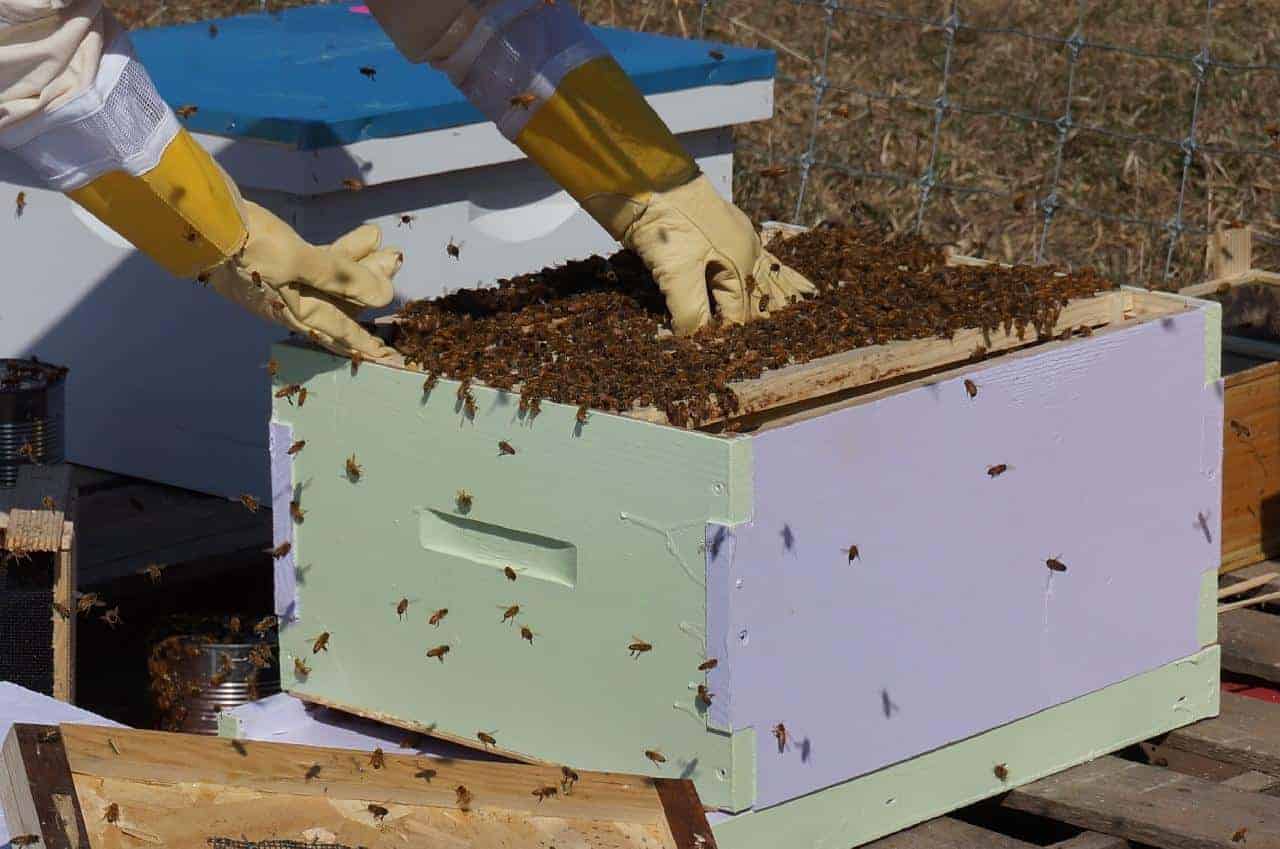 Should You Buy Packaged Bees or Nucs?