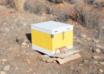 What is the Best Beehive for Beginners in 2022?