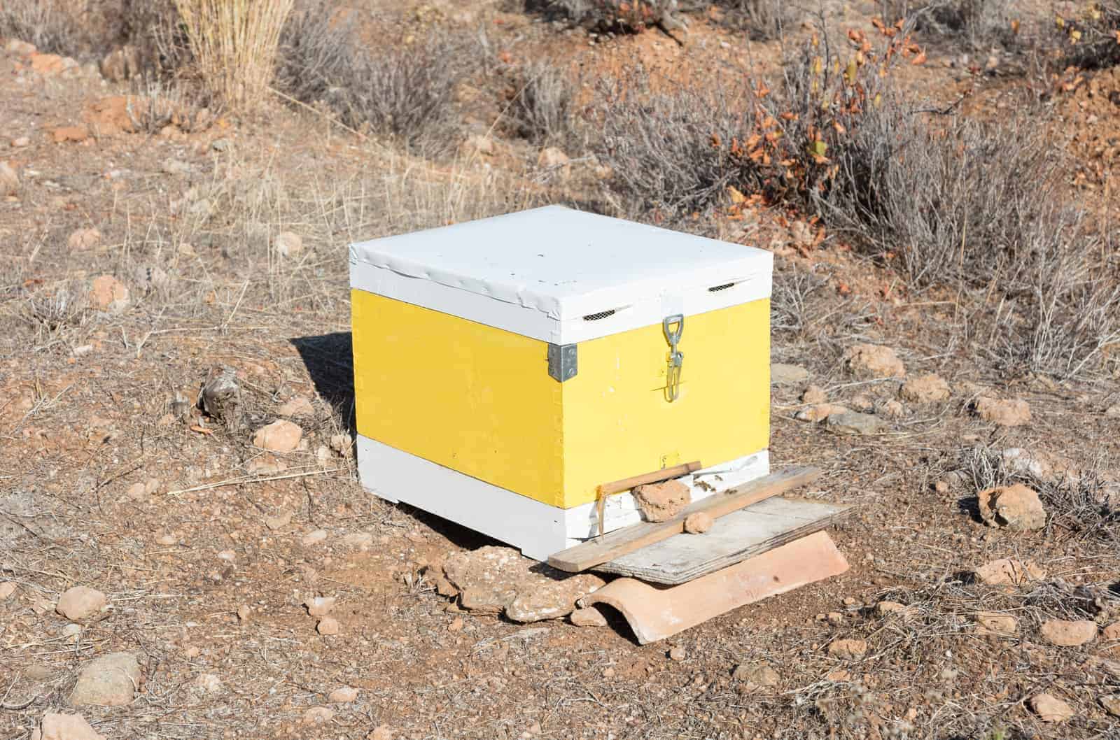 best bee hive for beginners