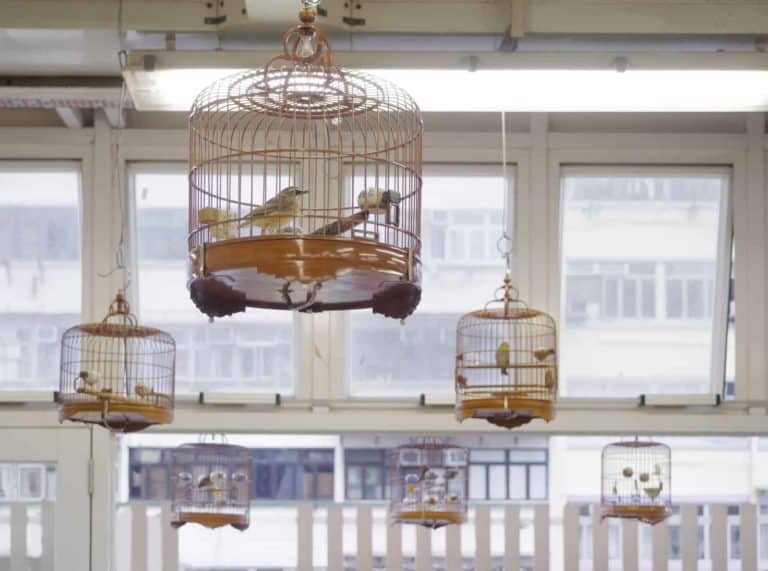 Are Beeswax Candles Safe for Birds? Grampa's Honey