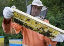 Beehive Frames: Wood VS Plastic [BEEKEEPING GRUDGE MATCH!]