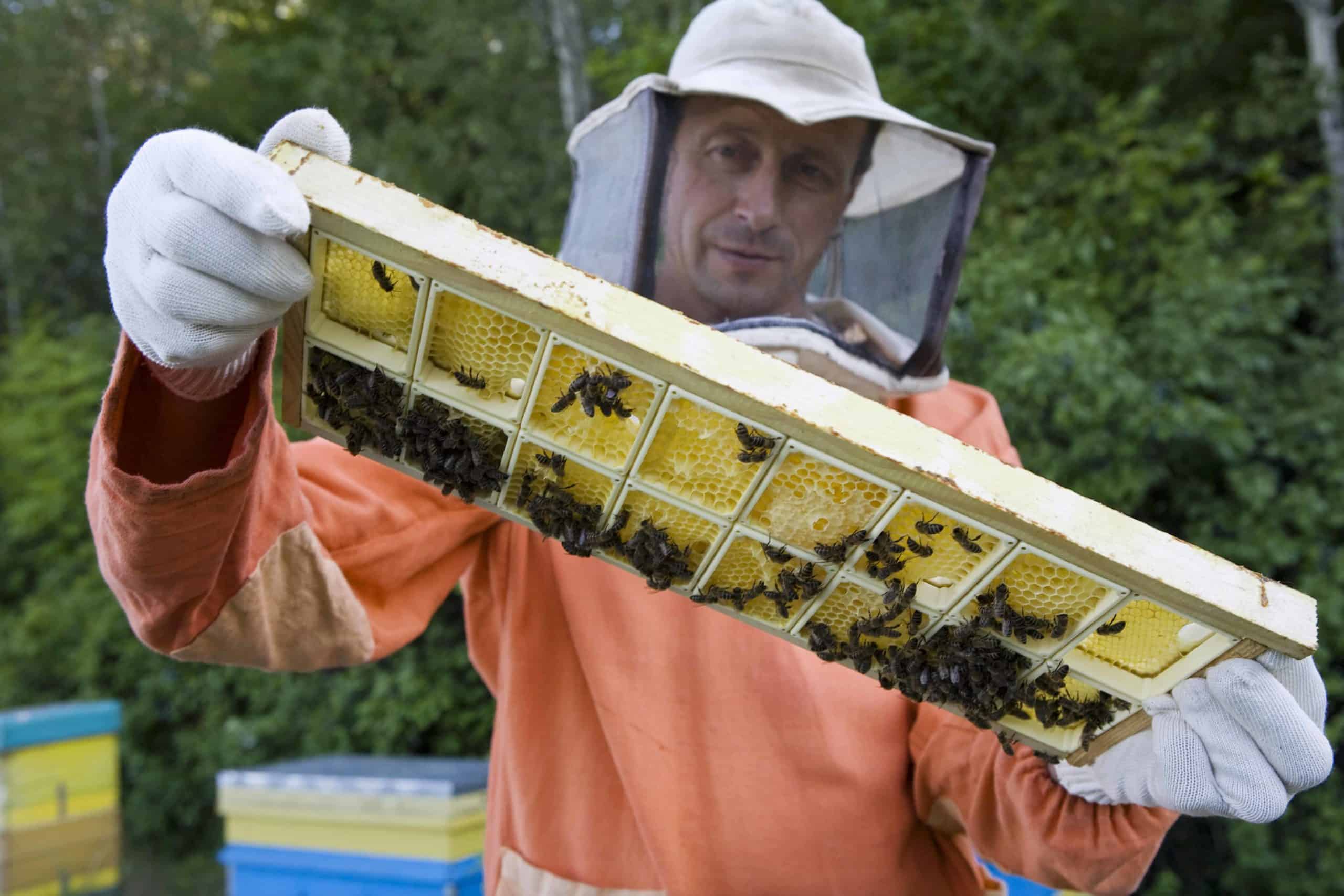 beekeeping plastic vs wood frames