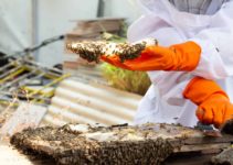 Best Beekeeping Gloves in 2022