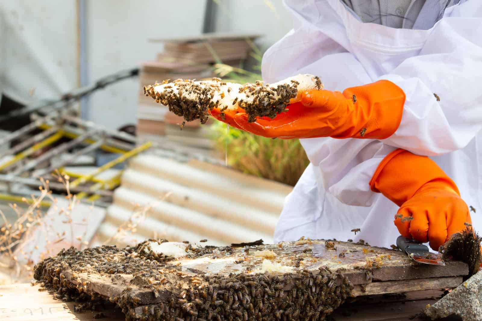 best gloves for beekeepers