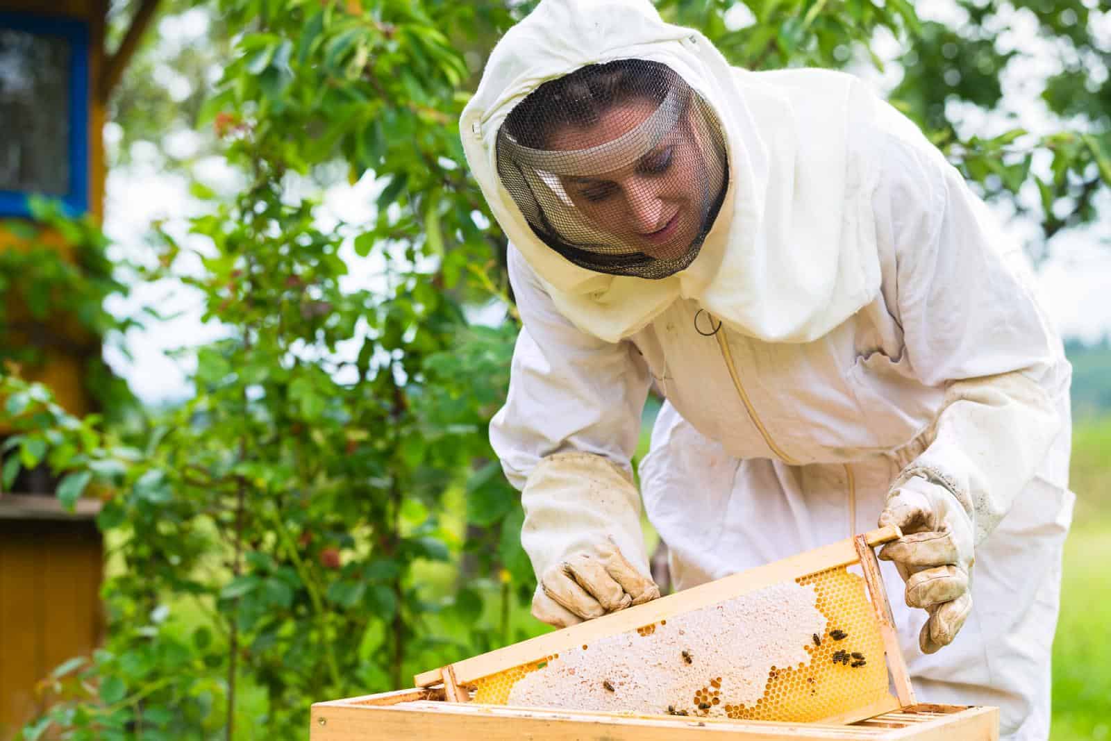 pregnant beekeeper