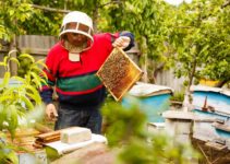 Is Beekeeping Environmentally Friendly? [THE LOWDOWN]