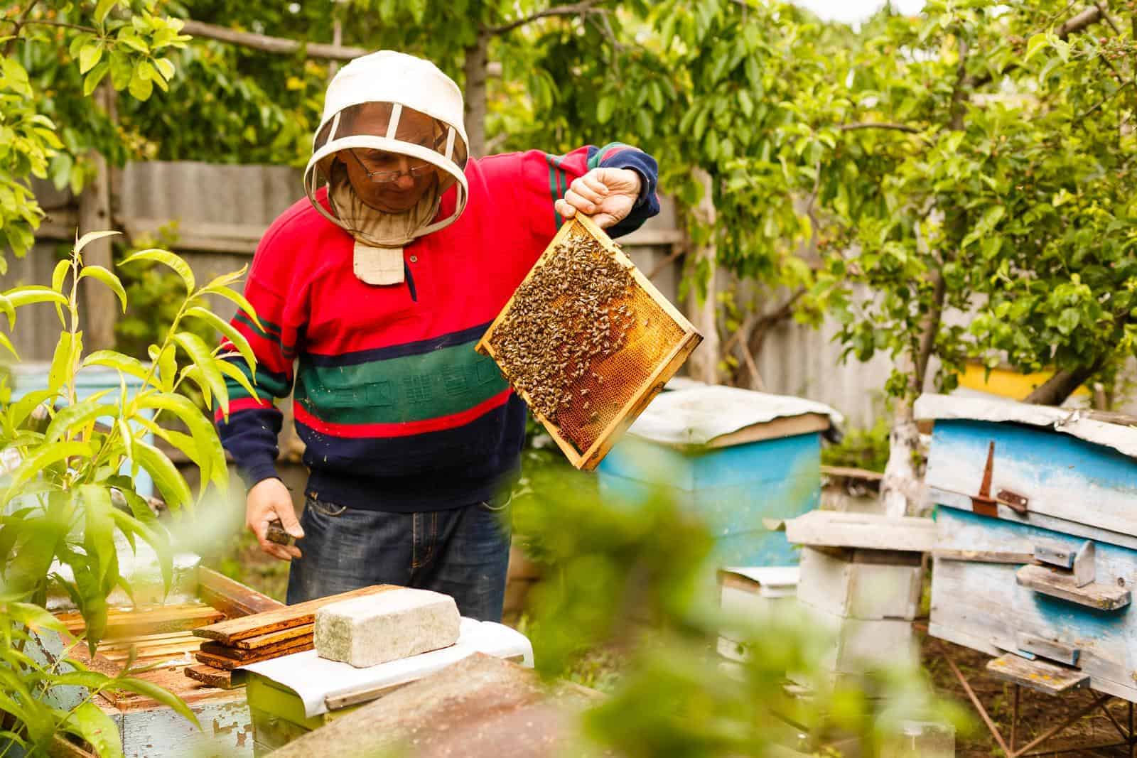 Is beekeeping good for the environment?
