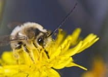 Facts About Long Horned Bees (Bee 101)