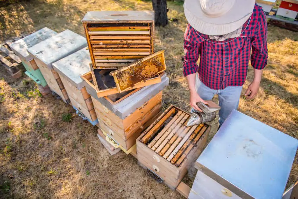 Why Do Some Beekeepers Not Wear A Suit Or Gloves? Grampa's Honey