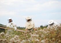 Best Beekeeping Courses in 2022