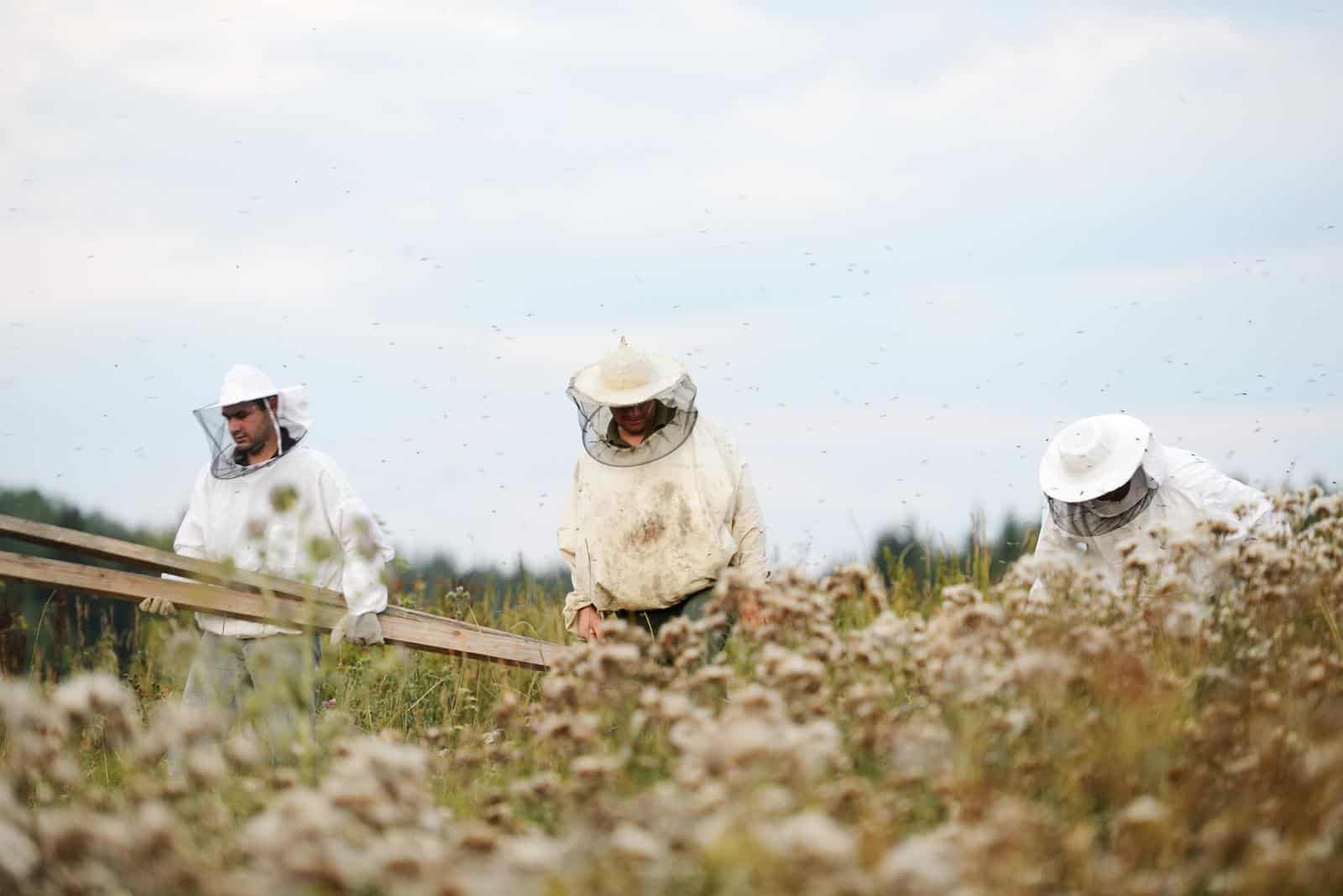 Beekeepers working on the field working on the big field.