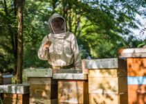 Can You Make A Career Out Of Beekeeping?