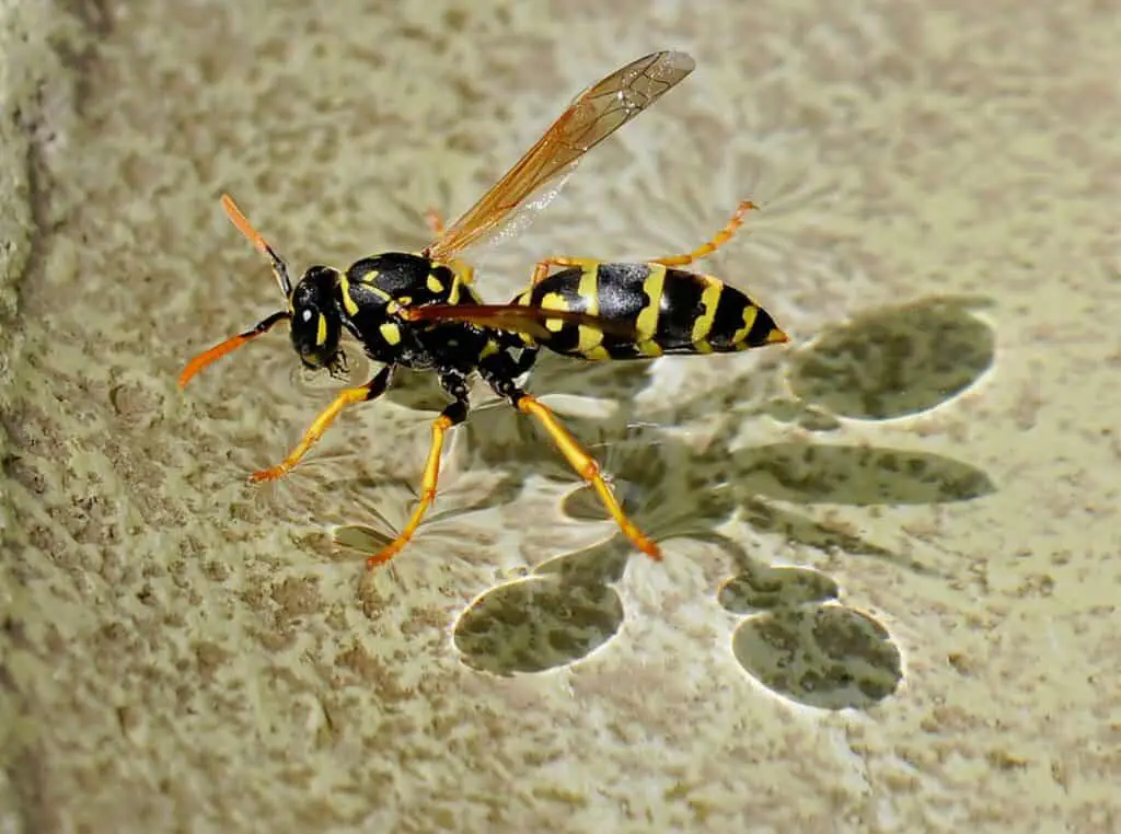 How To Keep Wasps And Bees Away From Your Pool. – Grampa's Honey