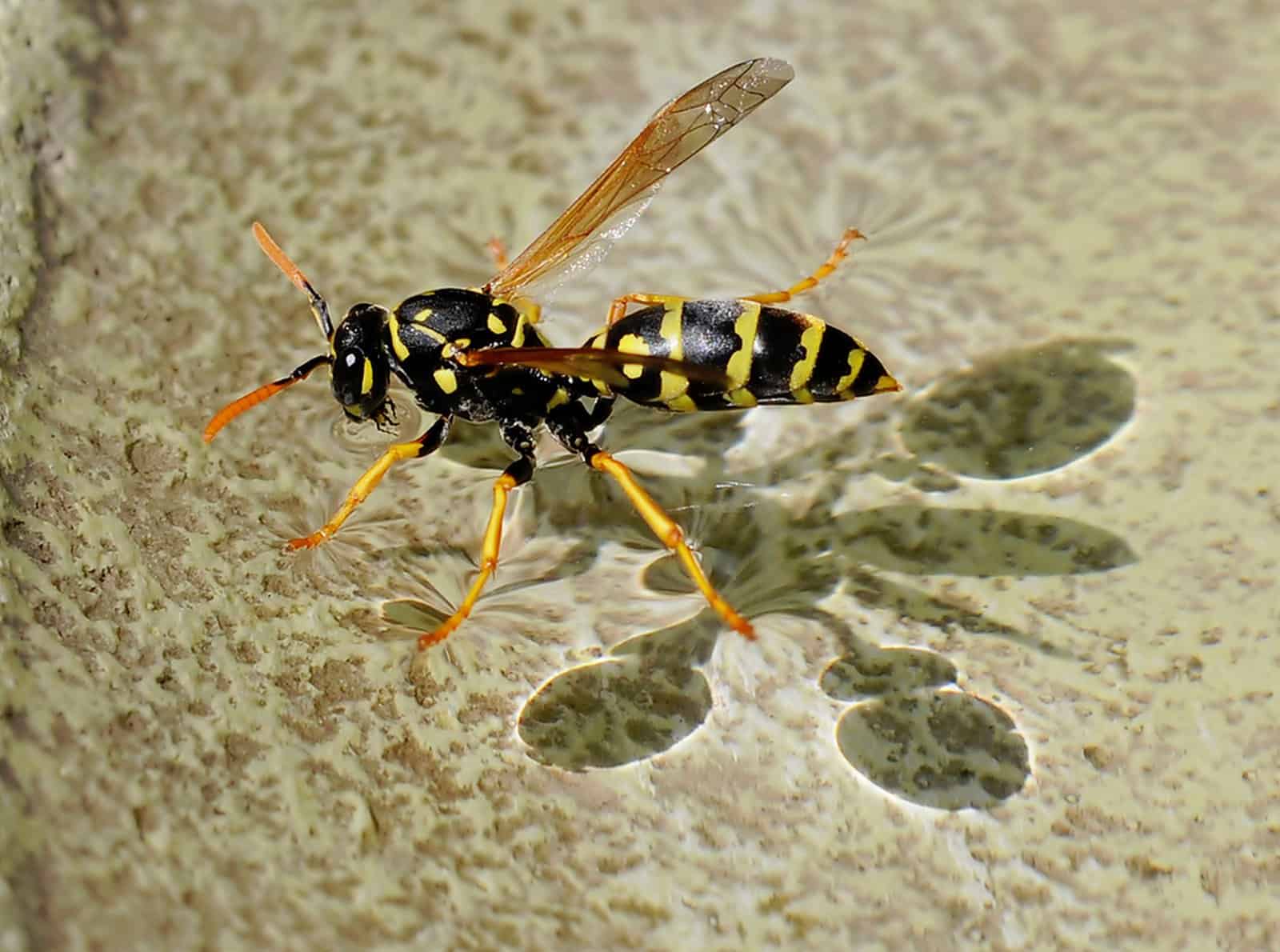 wasp swimming in a pool of water.