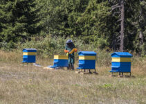 Beekeeping 101: How many acres do I need to start an apiary?