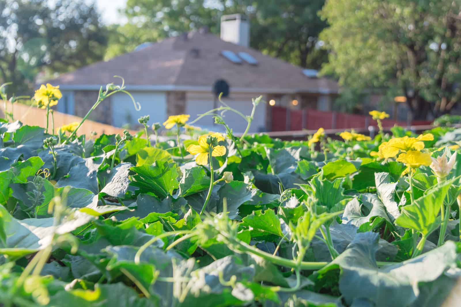 close-up-blossom-luffa-plant-growing-growing-on-pergola-with-single-family-house-in-background-near-dallas-texas-america.